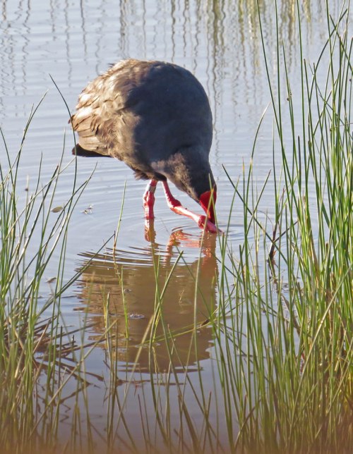 western-swamphen-for-web