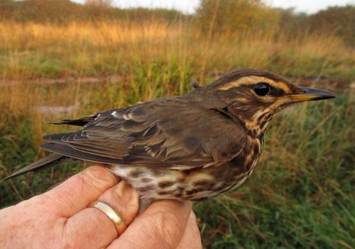 img_5067-redwing-for-blog