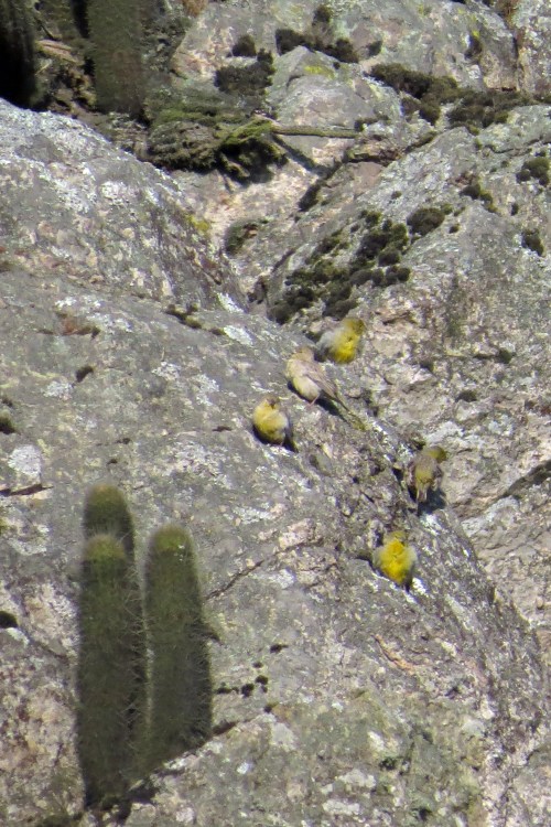 img_6423-raimondis-yellow-finch