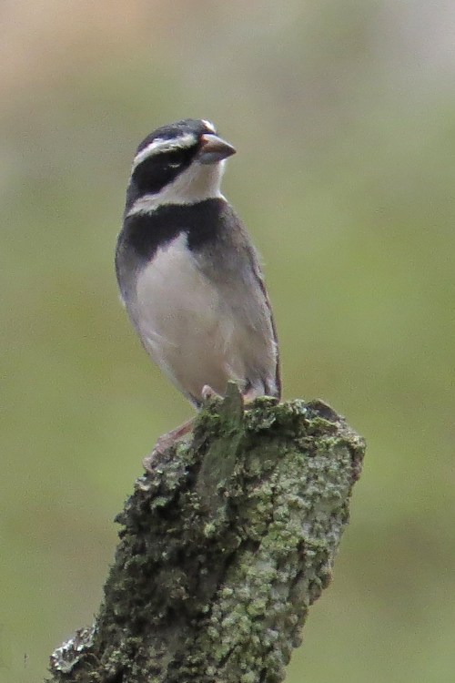 img_6503-collared-warbling-finch