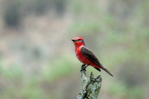 img_6520-vermillion-fly