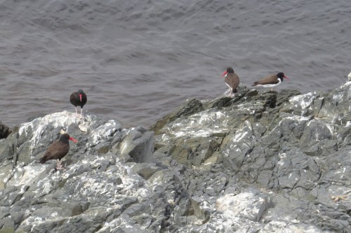 img_6595-blackish-american-oyks