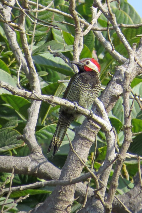 img_6618-black-necked-woodpecker