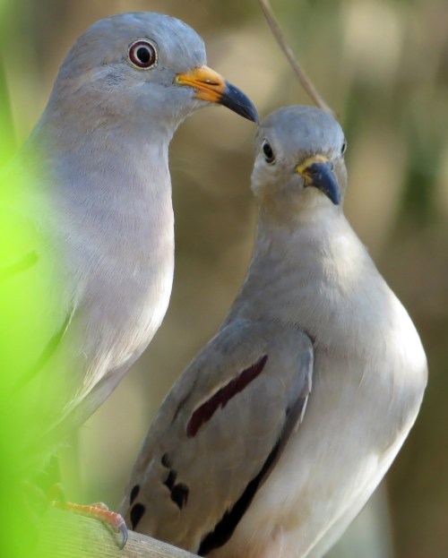 img_6623-croaking-ground-doves