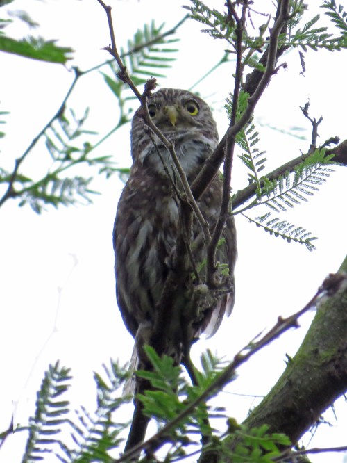 img_6625-pacific-pygmy-owl