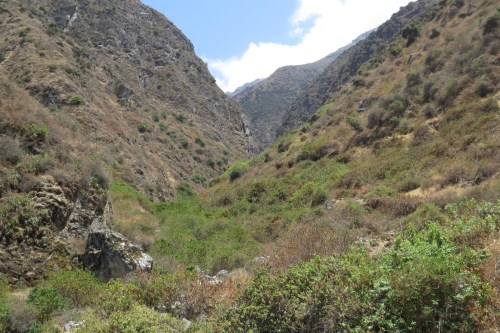 img_6655-fortaleza-valley-spinetail-site