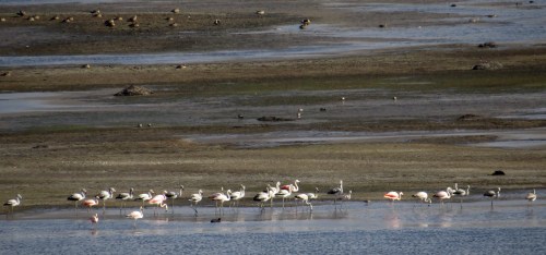 img_6676-chilean-flamingos-ducks