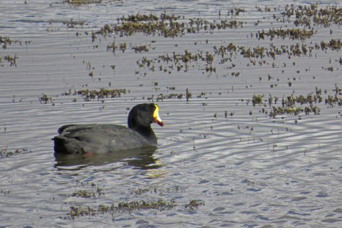 img_6685-giant-coot-better