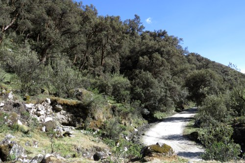 img_6731-polylepis-forest