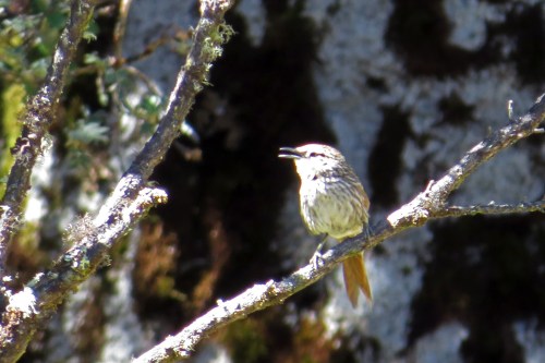 img_6738-barons-spinetail