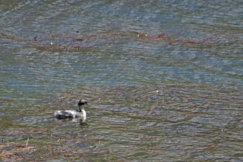 img_6765-silvery-grebe