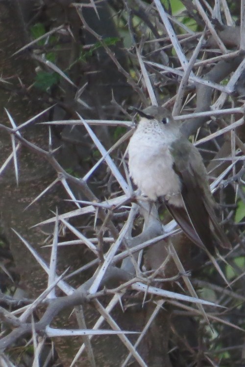 img_6814-spot-throated-hummingbird