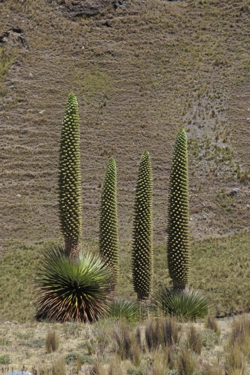 img_6819-puya-raimondii