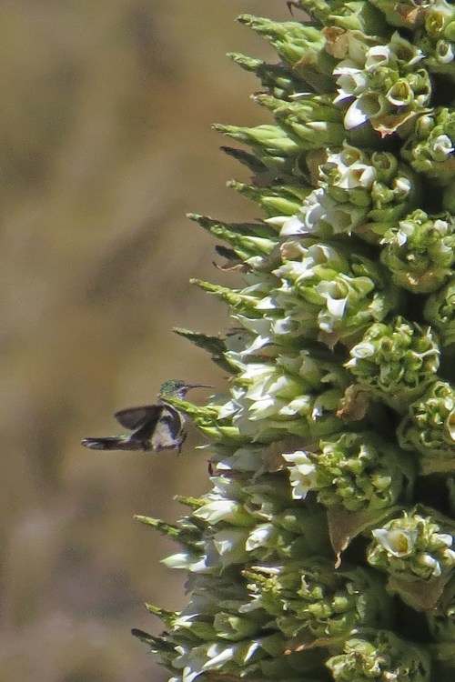 img_6821-hummer-at-puyo-spikes