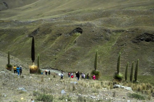 img_6833puya-raimondii-locals