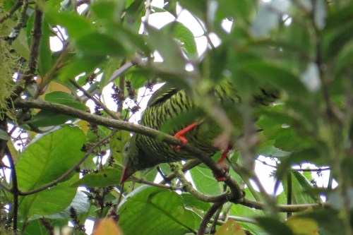 img_6889-barred-fruiteater