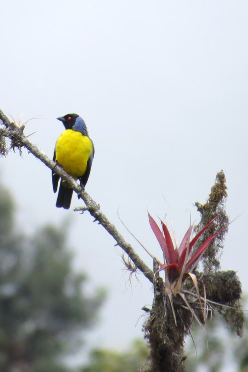 img_6923-hooded-mountain-tanager