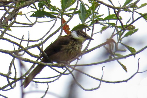 img_6931-streaked-tuftedcheek