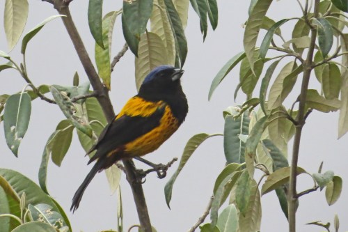 img_7022-golden-mantled-mountain-tanager