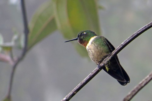 img_7064-hummer-to-id