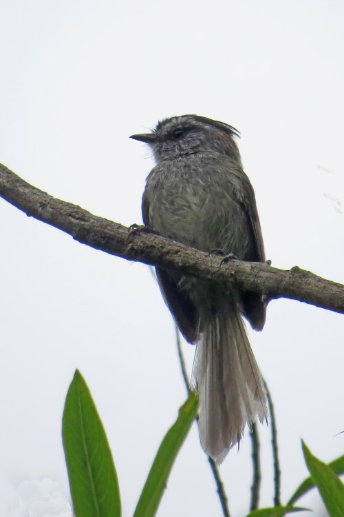 img_7070-unstreaked-tit-tyrant