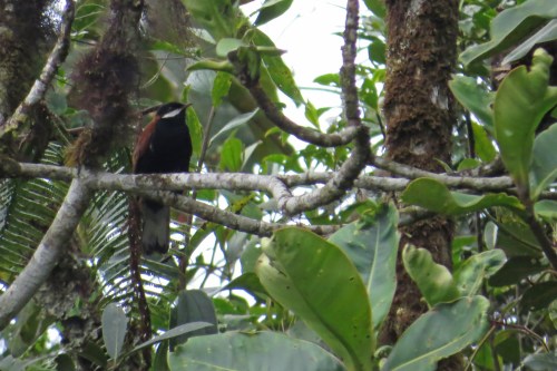 img_7078-wc-solitaire