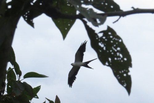img_7088-swallow-tailed-kite