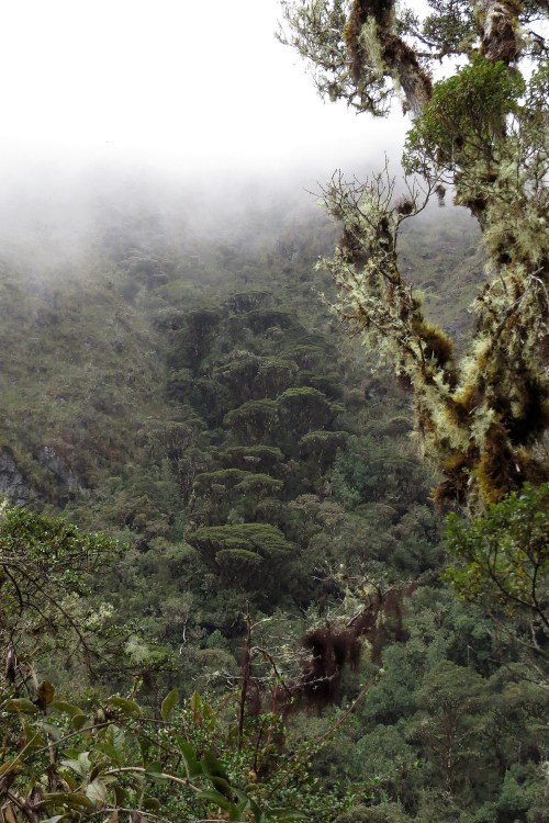 img_7135-bosque-unchog