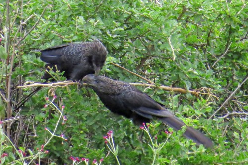 img_7159-groove-billed-anis