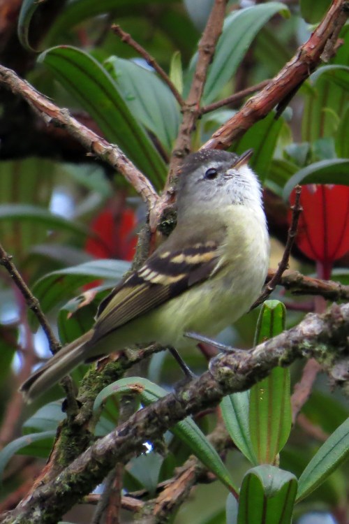 img_7164-tawny-rumped-tyrannulet
