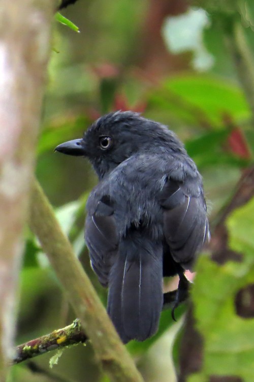 img_7182-uniform-antshrike