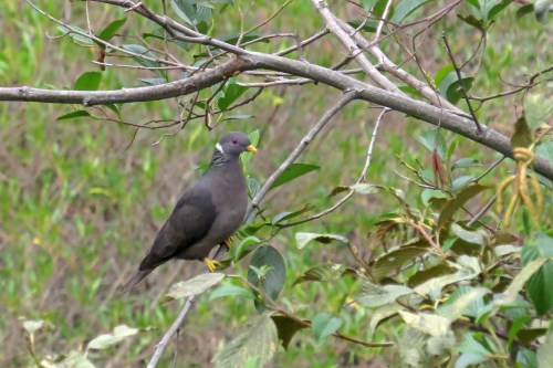 img_7220-band-tailed-pigeon