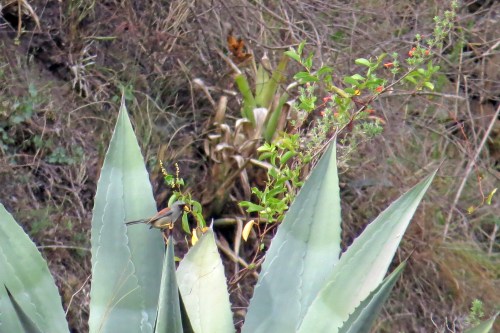 img_7230-rufous-backed-inca-finch-best