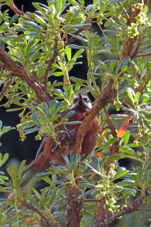 img_7258-giant-conebill