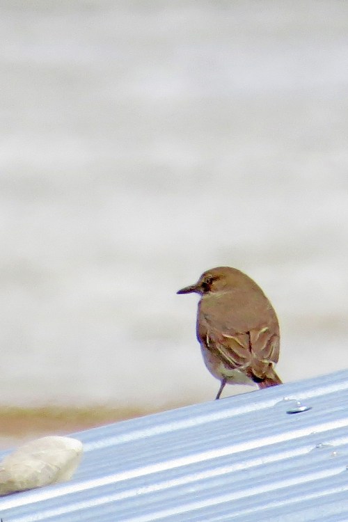 img_7362-black-billed-shrike-tyrant
