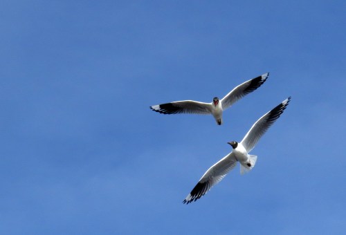 img_7497-andean-gulls
