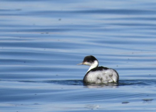 img_7592-junin-grebe