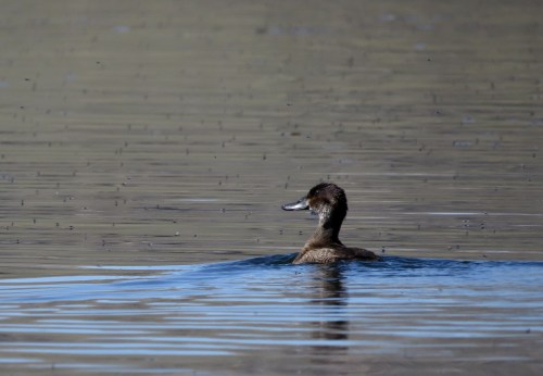 img_7636-fem-andean-duck