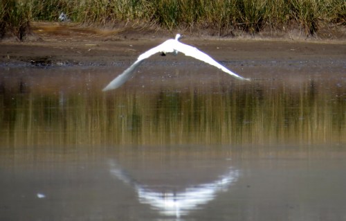 img_7653-great-egret