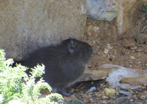 img_7671-andean-cavey