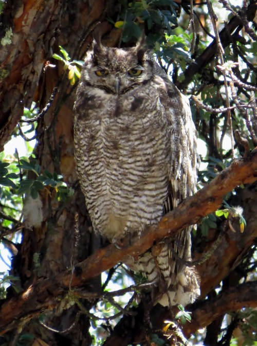 img_7688-magellenanic-horned-owl