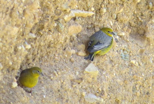 img_7692-bright-rumped-yellow-finch