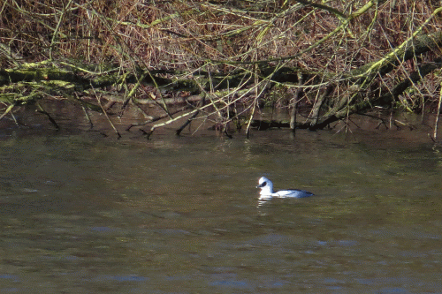 img_8689-drake-smew