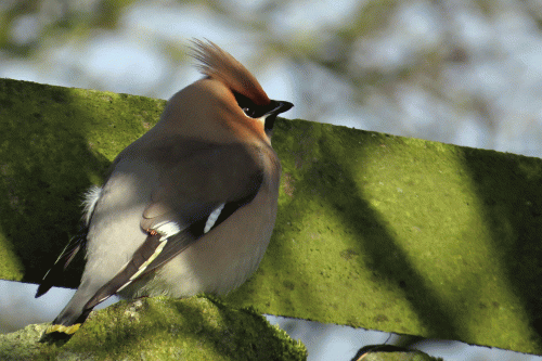 img_8741-waxwing