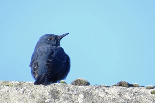 img_8783-blue-rock-thrush-male