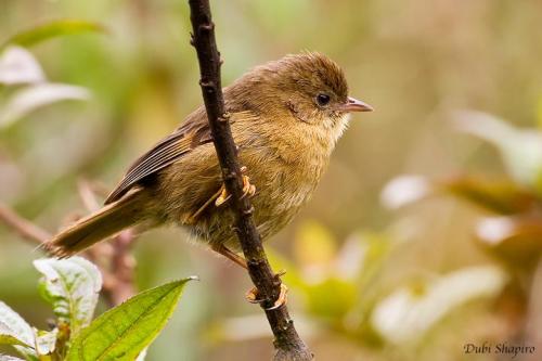 pardusco-dubi-shapiro-bu