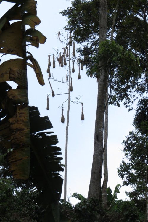 img_7744-oropendola-nests