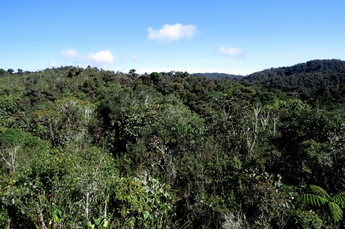 img_7757-forest-view