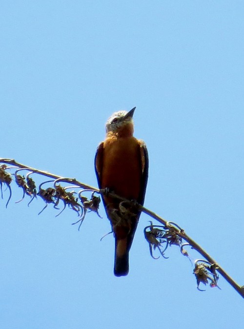 img_7771-cliff-flycatcher