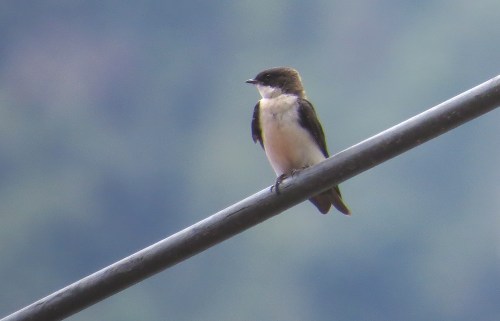 img_7849-blue-and-white-swallow